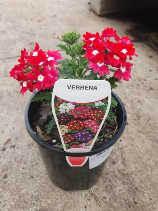 A Verbena 'Cadet™ Red' 6" Pot adorns the concrete surface, showcasing its vibrant red and white blooms. A label reading "VERBENA" is prominently displayed in the soil.