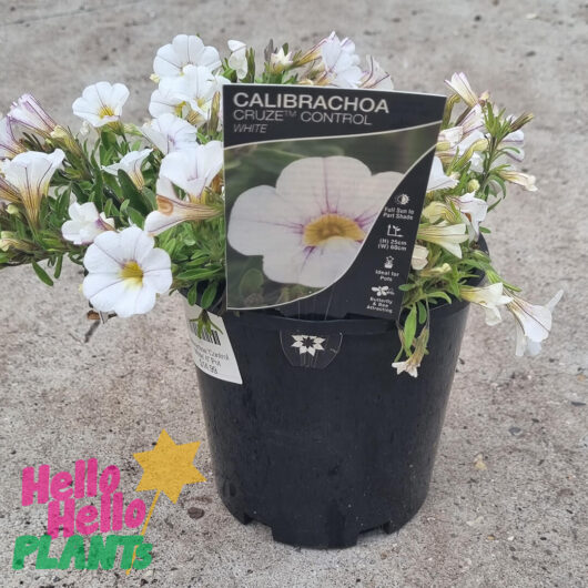 Calibrachoa 'White' 6" Pot
