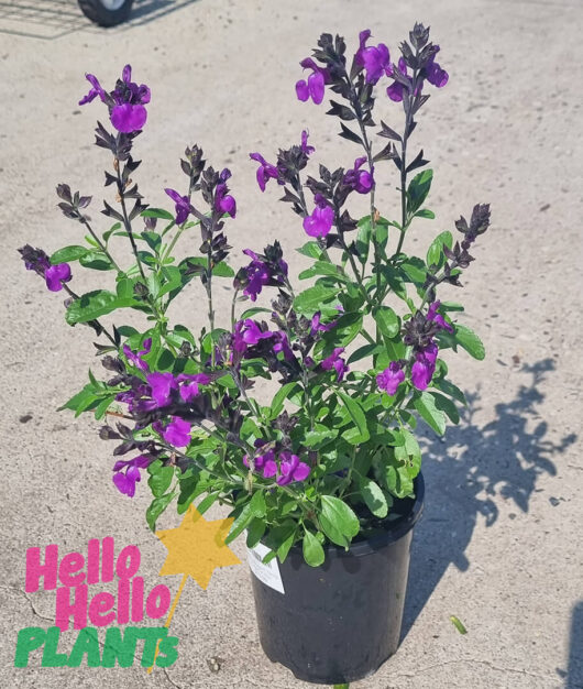 Salvia 'Assorted' Sage 6" Pot