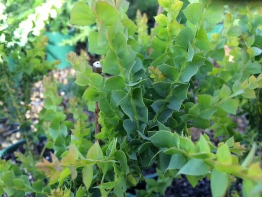 Acacia 'Little Nugget' 12" Pot