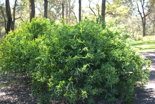 Acacia 'Little Nugget' 12" Pot