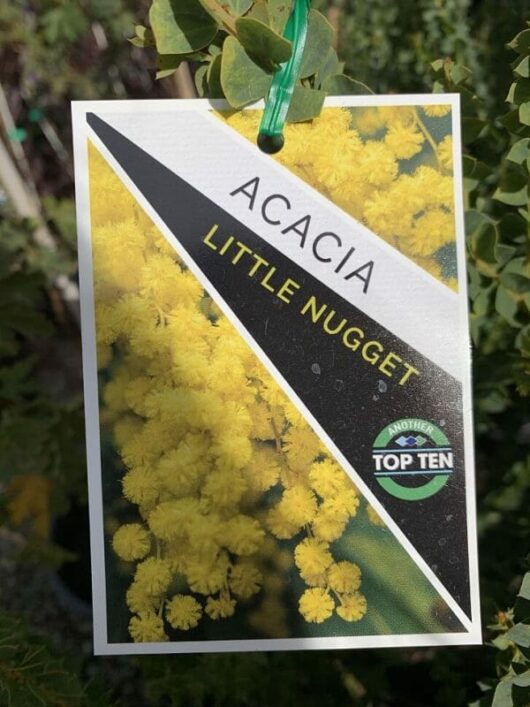 Acacia 'Little Nugget' 12" Pot