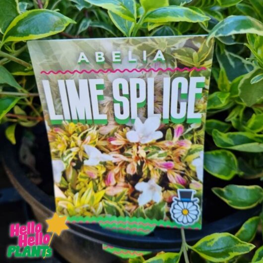 Abelia 'Lime Splice' 7" Pot