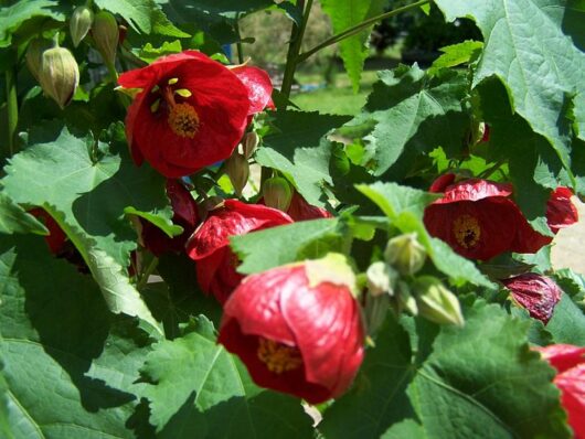 Abutilon 'Nabob' 6" Pot