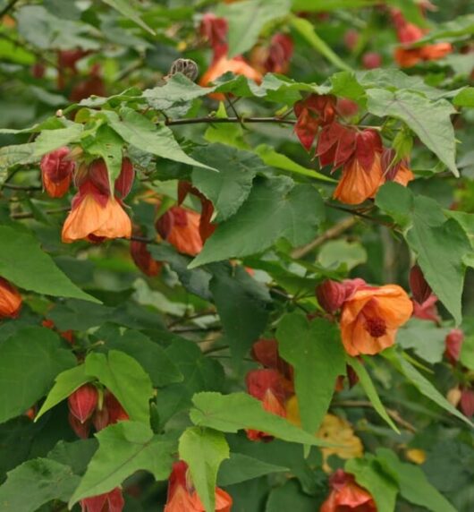 Abutilon 'Orange'