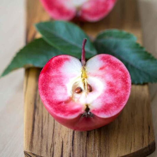 Malus 'Magnus Summer Surprise' Apple 10" Pot