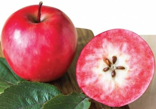 Malus 'Magnus Summer Surprise' Apple 10" Pot