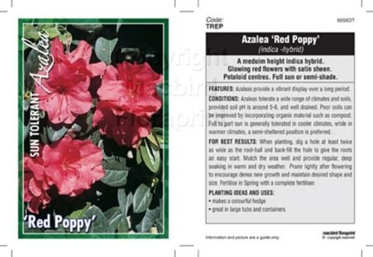 Azalea 'Red Poppy' 4'' Pot