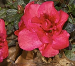 A vibrant Azalea 'Red Poppy' blooms in a 4'' pot, showcasing pink flowers with lush green leaves and touches of dried brown foliage.