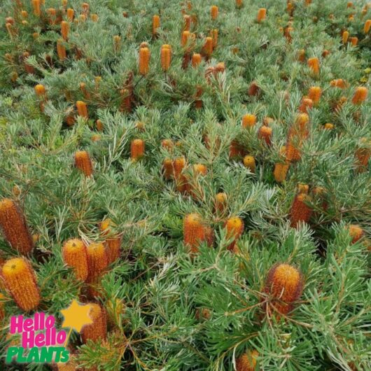 Banksia 'Honey Pots'