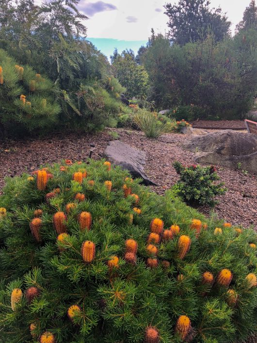 A garden with various green shrubs and plants, including Banksia 'Honey Pots' 8" Pot, landscaped with rocks and mulch.