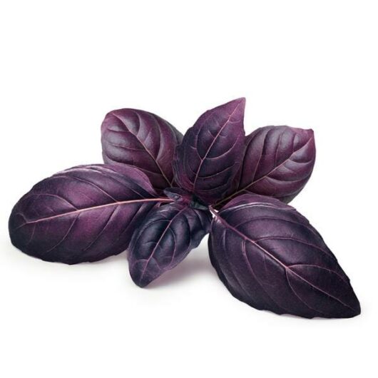 The Basil 'Red Rubin' 4" Pot leaves are elegantly fanned out on a spotless white surface.