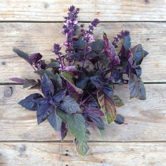 A Basil 'Red Rubin' 4" Pot showcases vibrant dark leaves and pinkish-purple flowers, elegantly displayed on a wooden surface, captivating with its rich hues.