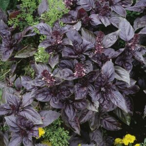 A close-up of Basil 'Red Rubin' in a 4" pot showcases its broad, dark purple leaves and small flowering spikes, surrounded by lush green foliage.