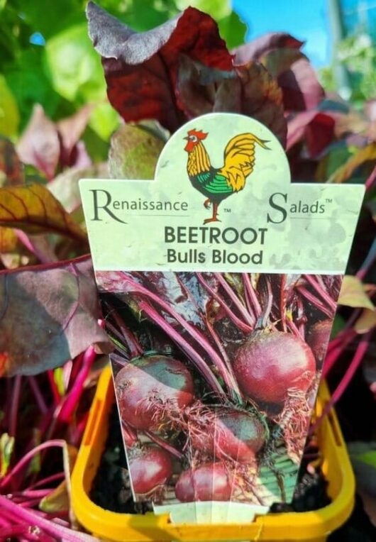 Beetroot 'Bull's Blood' 4" Pot