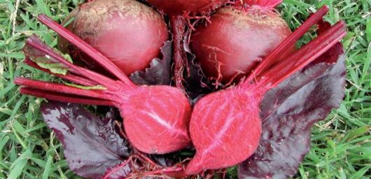 Beetroot 'Bull's Blood' 4" Pot sits on the grass, featuring fresh beetroot with leaves, both whole and sliced, in vibrant red and purple hues.