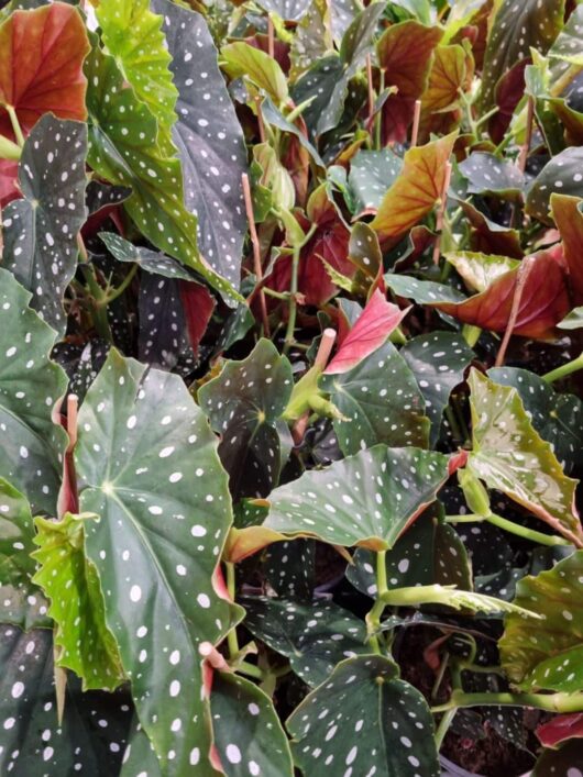 Begonia 'Pink Flowering Polka Dot' 8" Pot