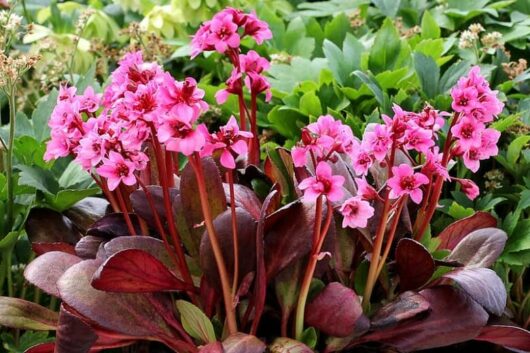 The Bergenia 'Flirt' in a 5'' pot showcases beautiful pink flowers among broad, reddish leaves wrapped in lush green foliage.