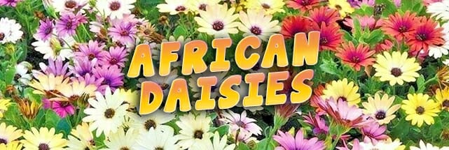 African Daisy Selection!