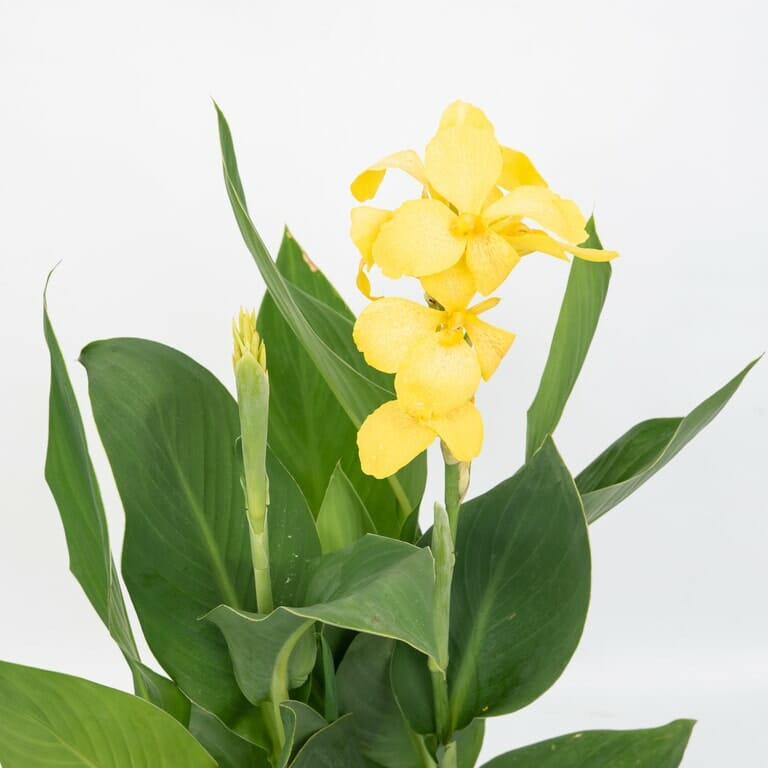 Canna Lily 'Cannova Yellow' 7'' Pot - Hello Hello Plants ...