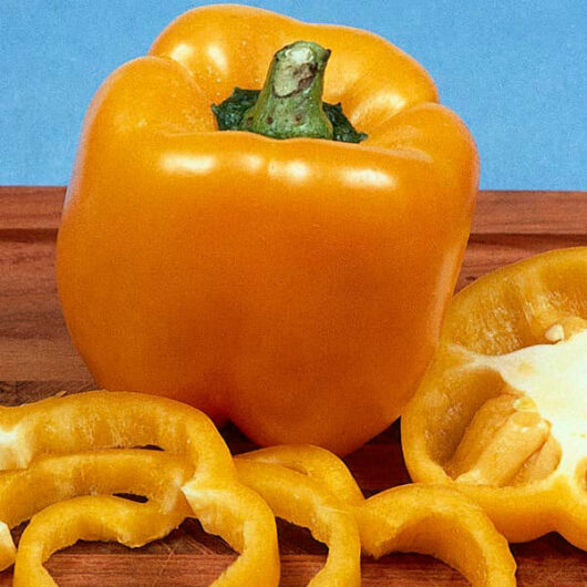 Capsicum 'Californian Golden' Pepper 4" Pot