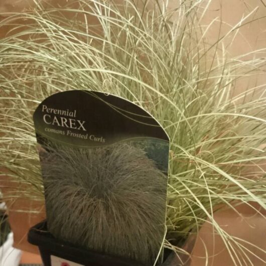 Carex 'Frosted Curls' 6" Pot