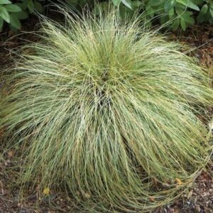 The Carex 'Frosted Curls' in a 6" pot is a circular, bushy clump of long, thin green grass blades surrounded by soil and greenery, adding elegance to any garden.