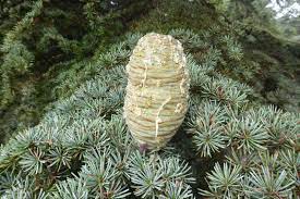 A pine cone rests on the green, needle-like leaves of a tree reminiscent of Cedrus 'Cyprian Cedar'.