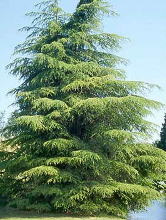 Cedrus 'Cyprian Cedar' 13" Pot