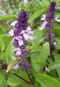 The Basil 'Cinnamon' 4" Pot features vibrant purple flowers and lush green leaves, infusing your garden with a delightful cinnamon aroma.