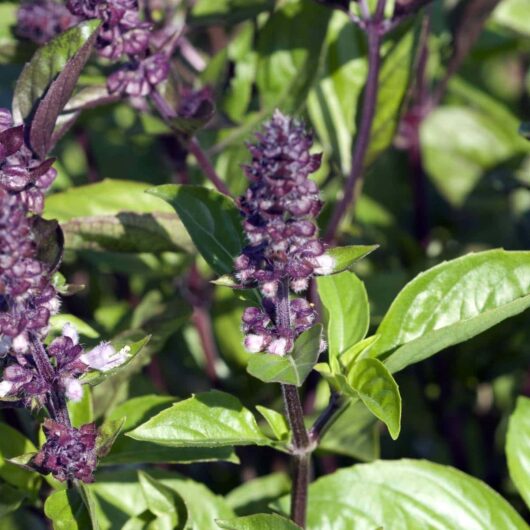 Close-up of Basil 'Cinnamon' 4" pot displaying its vibrant green leaves and dark purple flowers.