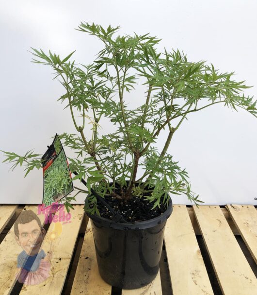 Sambucus 'Cutleaf Elderberry' 10" Pot