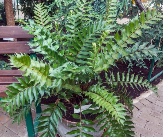 A large Cyrtomium 'Japanese Holly Fern' with glossy, jagged-edged green leaves sits in a pot on a paved area beside a wooden bench in the garden.