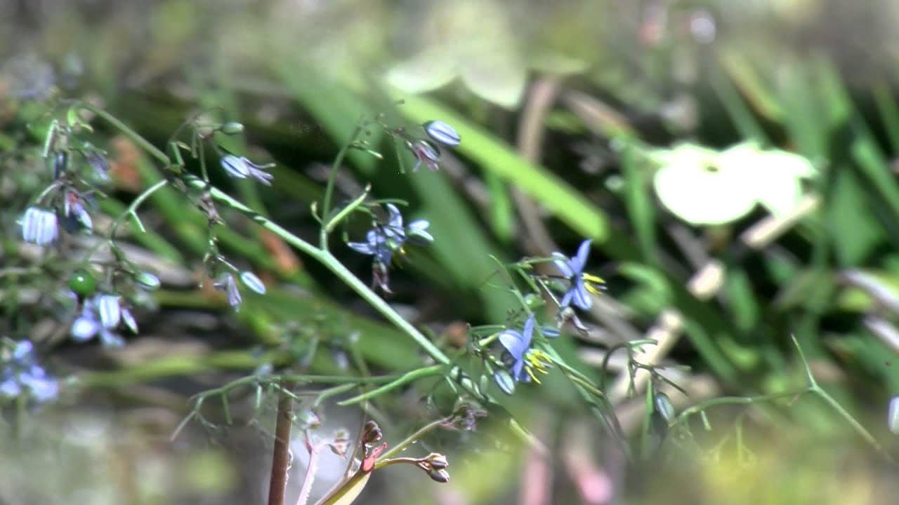 Dianella 'Clarity Blue™' Flax Lily 7 Pot - Hello Hello Plants