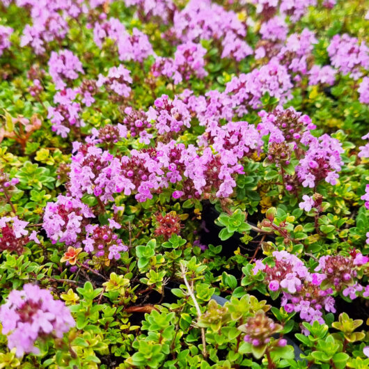 Thymus 'Doone Valley Pink' Thyme