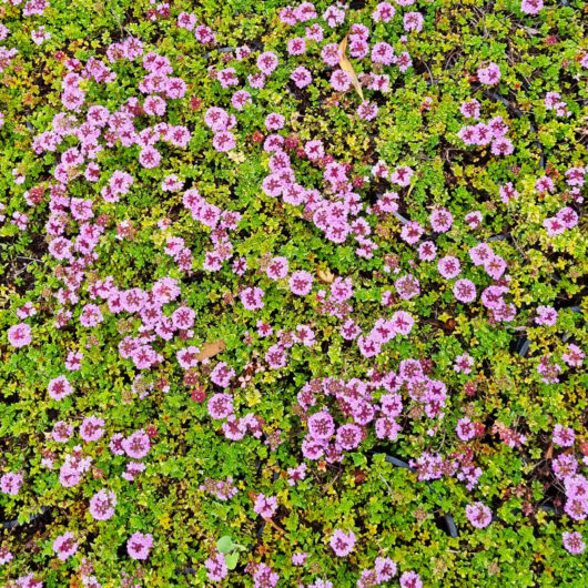 Thymus 'Doone Valley Pink' Thyme