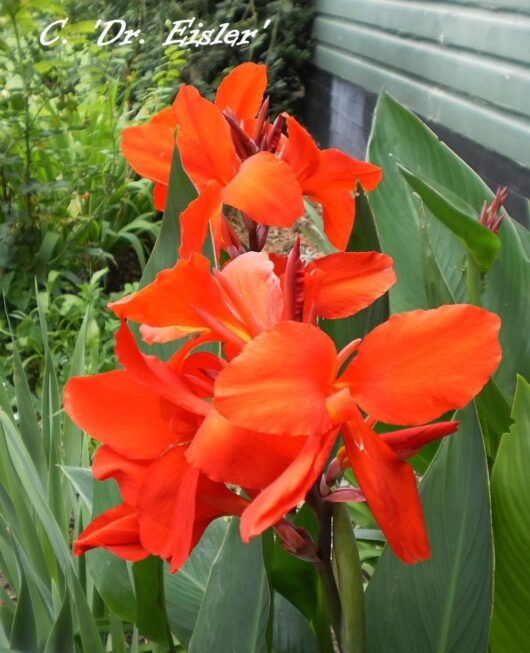 Canna Lily 'Dr Eisler' 6" Pot