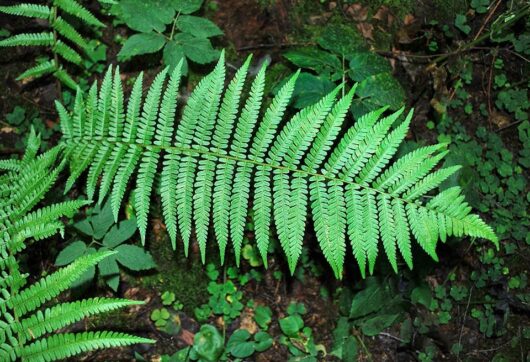 Dryopteris 'Male Fern' 4" Pot