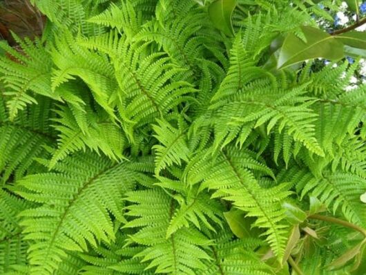 Dryopteris 'Male Fern' 4" Pot