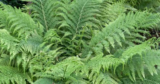 Dryopteris 'Male Fern' 4" Pot