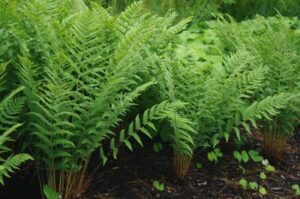 A close-up of lush green ferns, like the Dryopteris 'Marginal Shield Fern,' thriving in rich soil alongside small companions, often flourishing in a 6'' pot for easy cultivation.