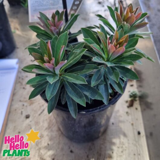 Euphorbia 'Redwing' ™ 6" Pot