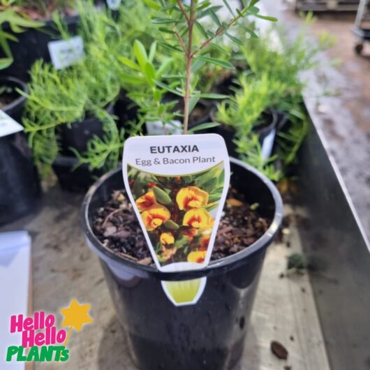 Eutaxia 'Bacon and Egg Plant' 6" Pot