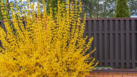 A dense Forsythia 'Lynwood Gold' bushes out with bright yellow flowers in front of a dark brown wooden fence and some evergreens.