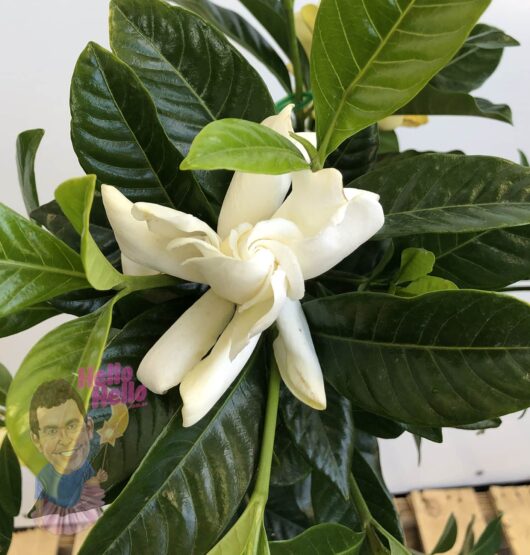 Gardenia 'Magnifica' 3ft Standard 8" Pot