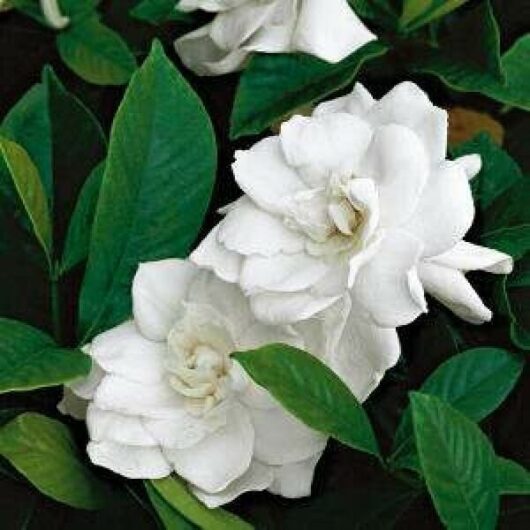 Gardenia 'Ocean Pearl'