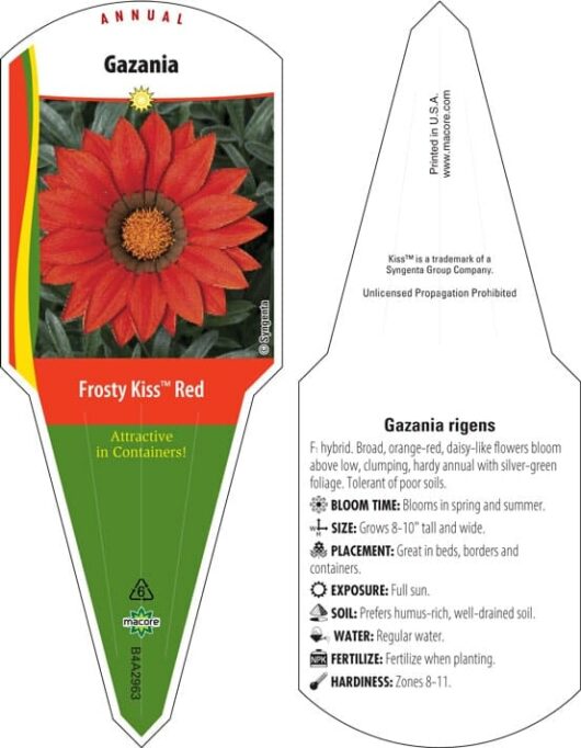 Gazania 'Kiss™ Frosty Red' 6" Pot