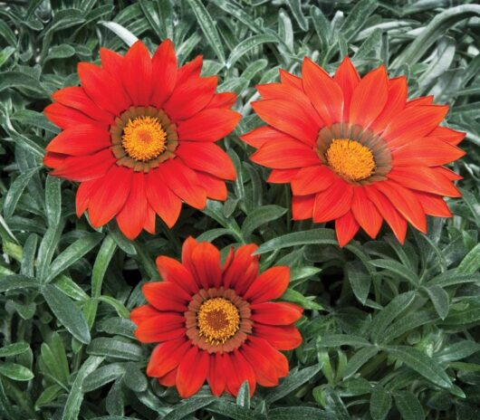 Gazania 'Kiss™ Frosty Red' 6" Pot