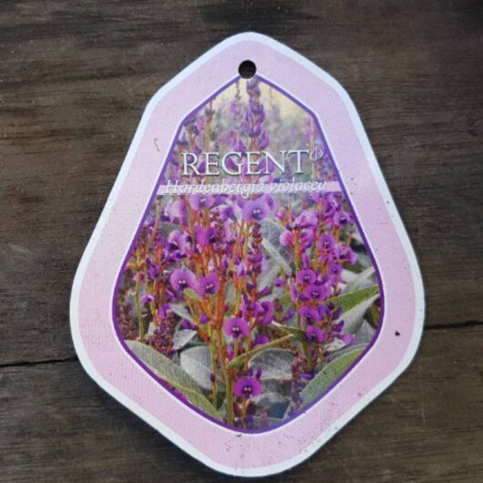 Hardenbergia 'Regent' PBR