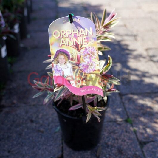 Hebe 'Orphan Annie' 6" Pot